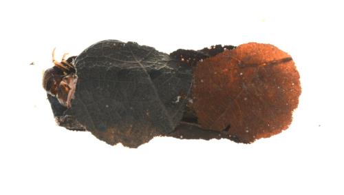 Glyphotaelius pellucidus